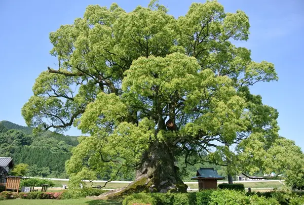 川古の大楠公園の写真・動画_image_162732