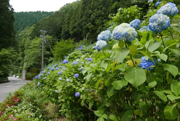 板取あじさいロード