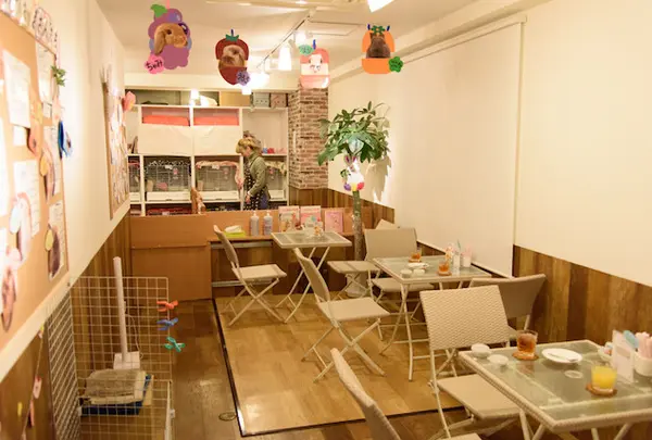 うさぎカフェ もふれる