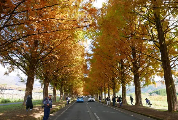 メタセコイア並木