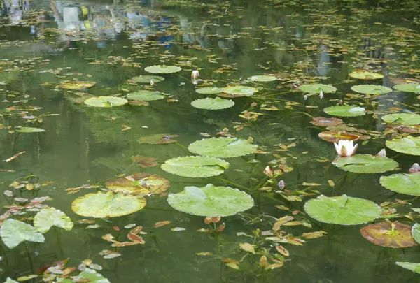 モネの池