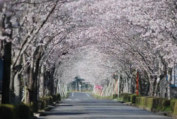 牧場の桜
