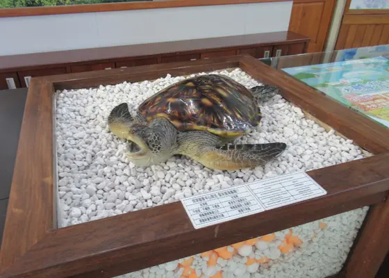 琉球遊客中心　アオウミガメの剥製