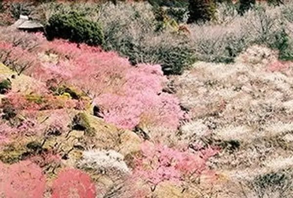 フォレストアドベンチャーつくばの写真・動画_image_21059
