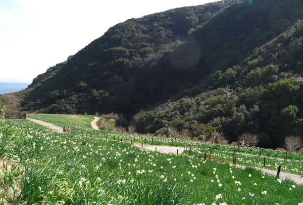立川水仙郷
