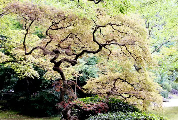 有楽苑の写真・動画_image_140686