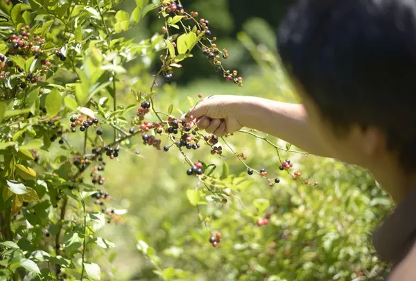 あっぷるみんと