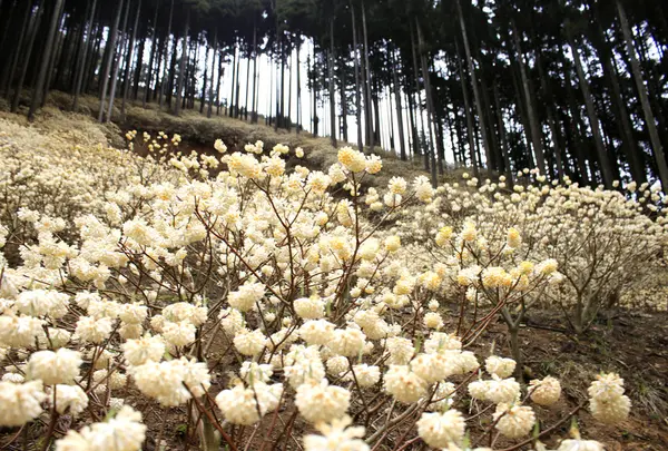 ミツマタ群生地