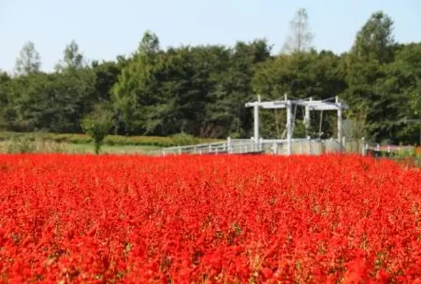 10月　大宮花の丘農林公苑