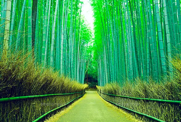 嵯峨野 竹林の道