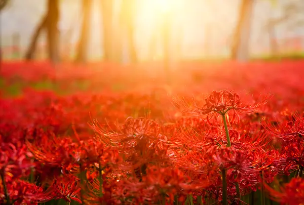 巾着田曼珠沙華