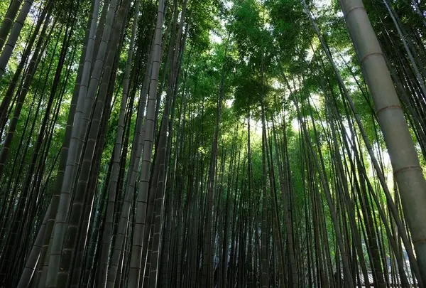 報国寺（竹寺）