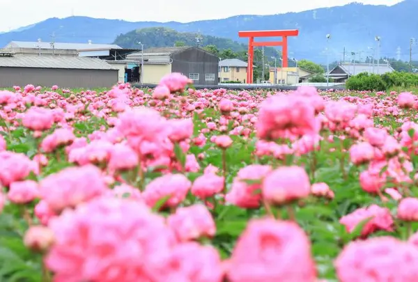 長沢町のシャクヤク