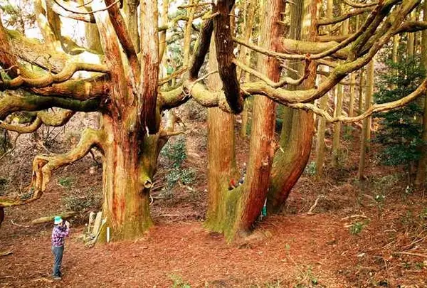 高森殿の杉