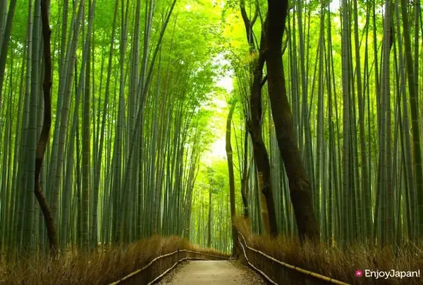 嵐山