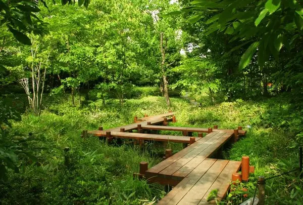 中自然の森