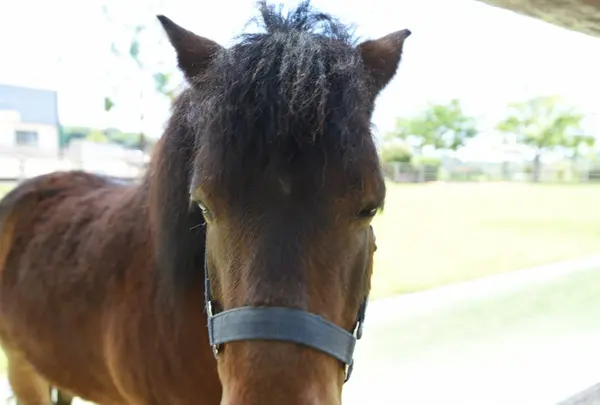 野間馬ハイランドまきば館