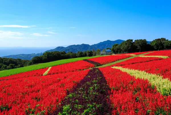 季節ごとに咲く花に癒される！