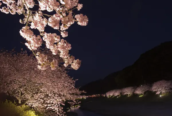 夜間ライトアップも！