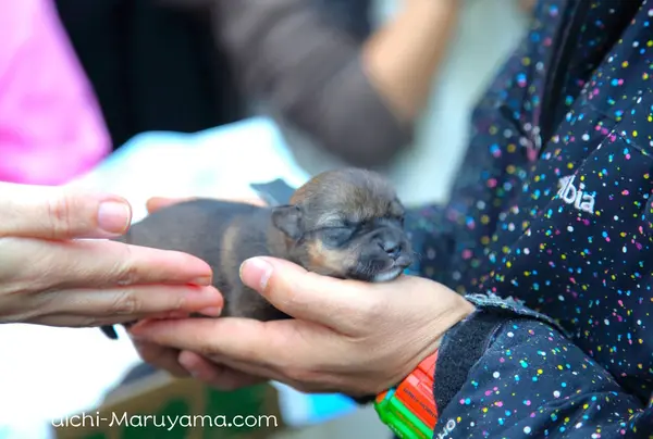 生まれたての子犬