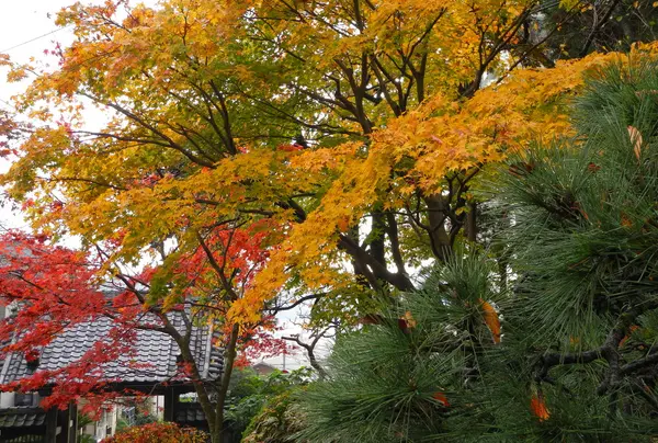 紅葉が綺麗