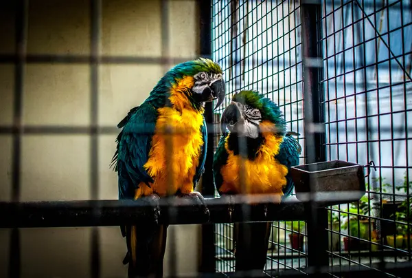 鳥たち