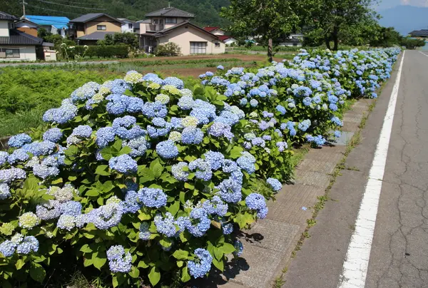 紫陽花ロード
