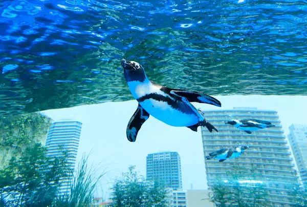 空飛ぶペンギンが見れます！