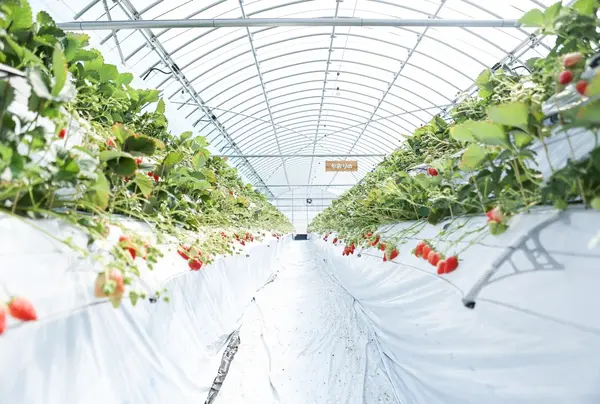 多段式高設栽培