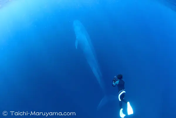 地球史上最大級の生物と一緒に泳ぐ