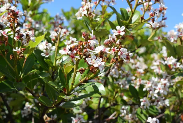 ドウダンツツジの花
