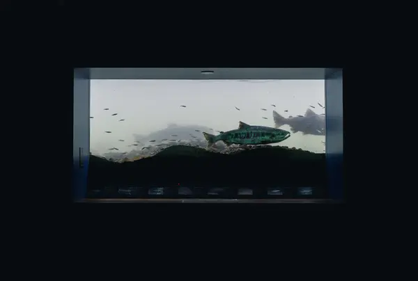 川の中も見れます