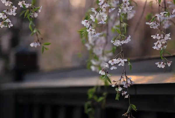 角館武家屋敷通りの桜