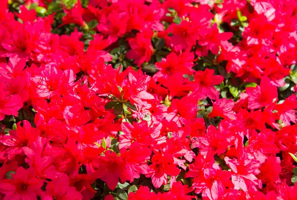 お花
