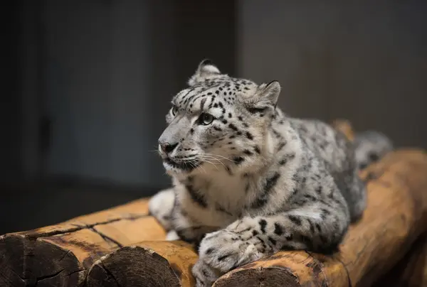 ホワイトタイガー
