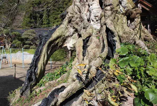 出雲大社の写真・動画_image_18470