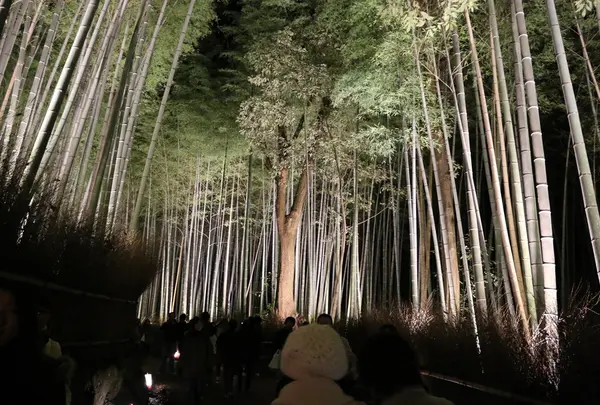 嵐山 竹林の小径の写真・動画_image_18506