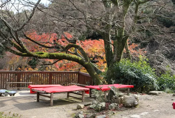 千光寺の写真・動画_image_18520