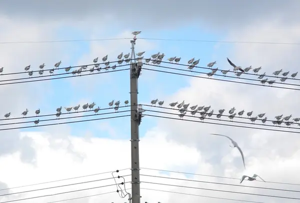 何故ココにカモメの集団が?の写真・動画_image_23520