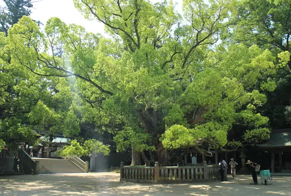 大山祇神社の写真・動画_image_37231