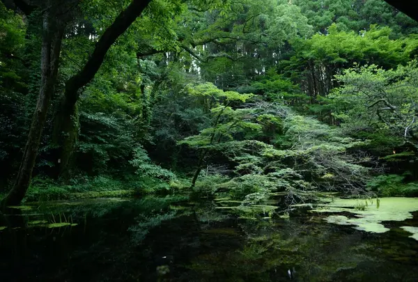 山吹水源の写真・動画_image_45949