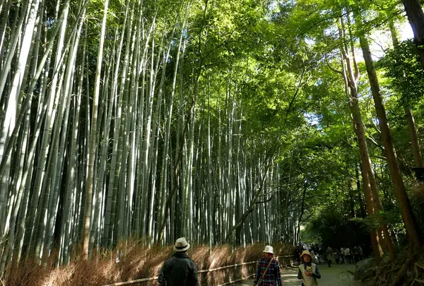 嵯峨野竹林の写真・動画_image_49875
