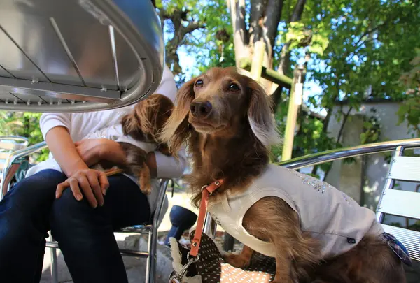 Pomme d’Amourの写真・動画_image_50360