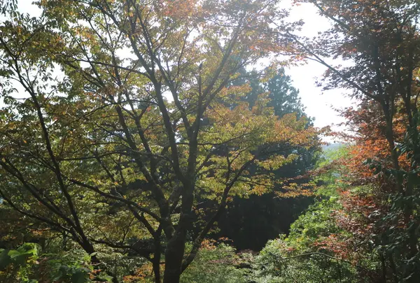 御岳山の写真・動画_image_50749