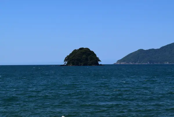 蒼島暖地性植物群落の写真・動画_image_51860