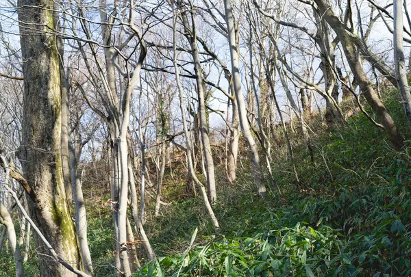 村上城跡の写真・動画_image_53656