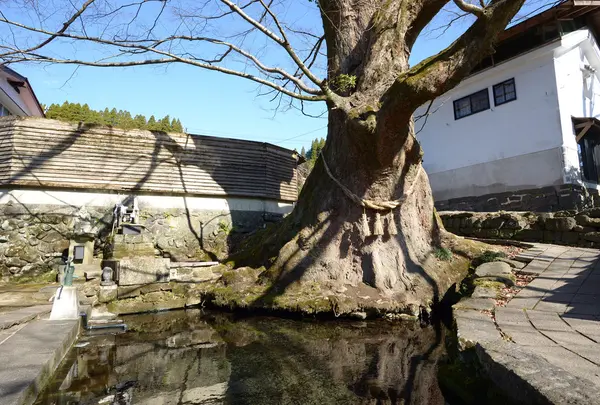 小国両神社の写真・動画_image_55572