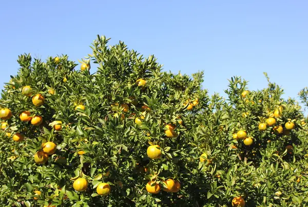 生見サーフィン場の写真・動画_image_58951