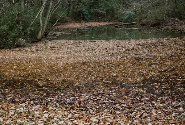 都立野山北・六道山公園 里山民家の写真・動画_image_61706