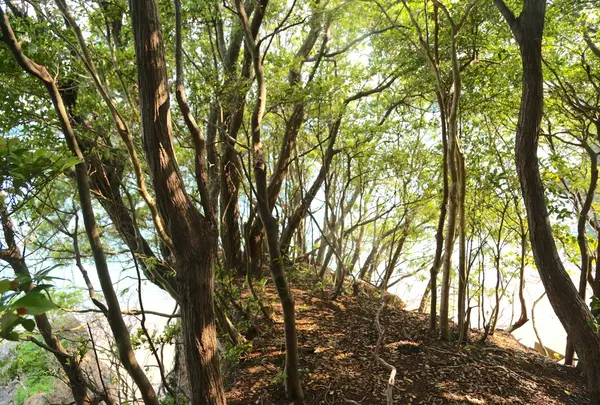 NEMU HOTEL & RESORTの写真・動画_image_63133